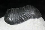 Exceptionally Preserved Wenndorfia Trilobite - #26598-5